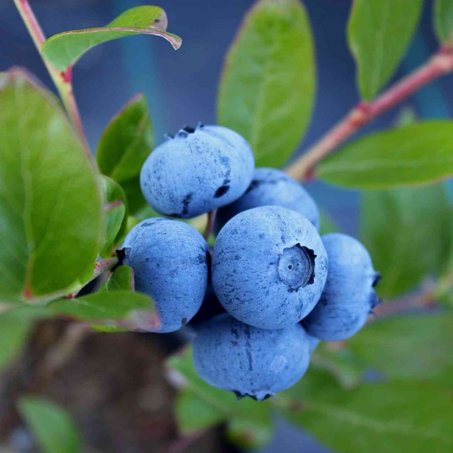 Heidelbeere 'Bluecrop'