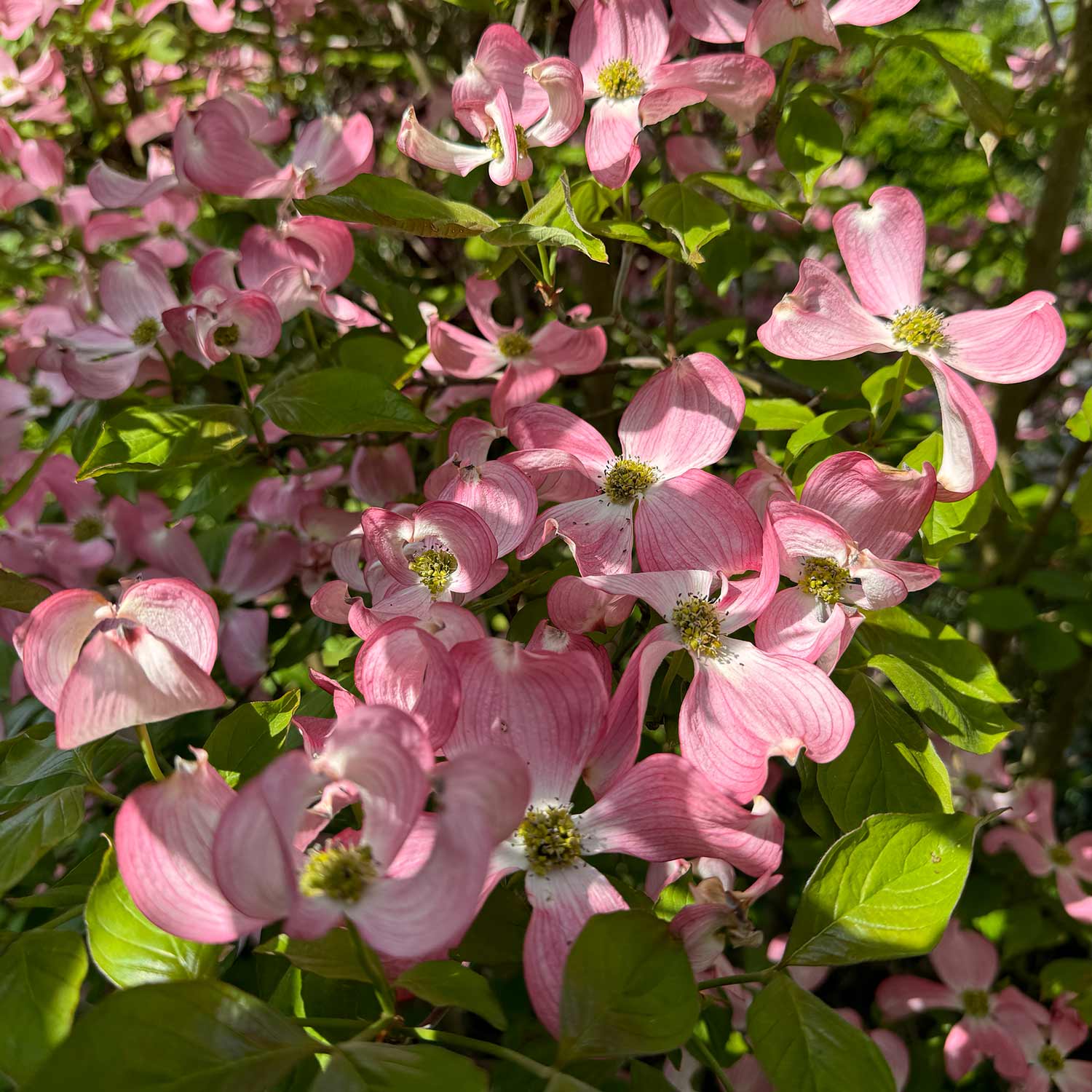 Roter Blumenhartriegel 'Rubra'