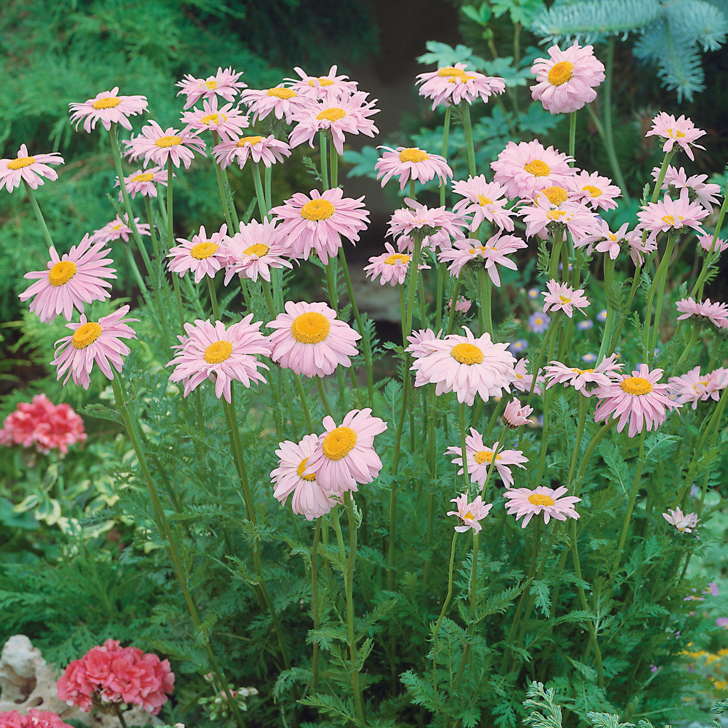 Bunte Margerite 'Robinsons Rose' Lieferform: Im 9 cm Topf