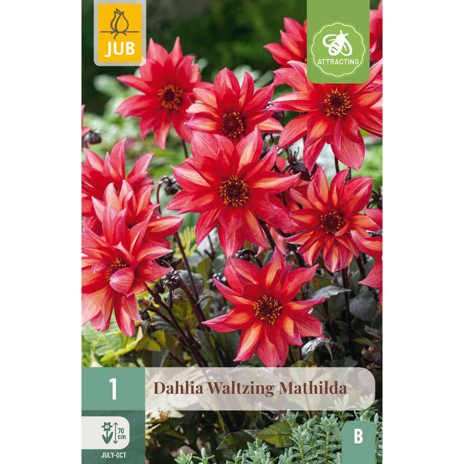 Dahlie 'Waltzing Mathilda' - 1 Stück