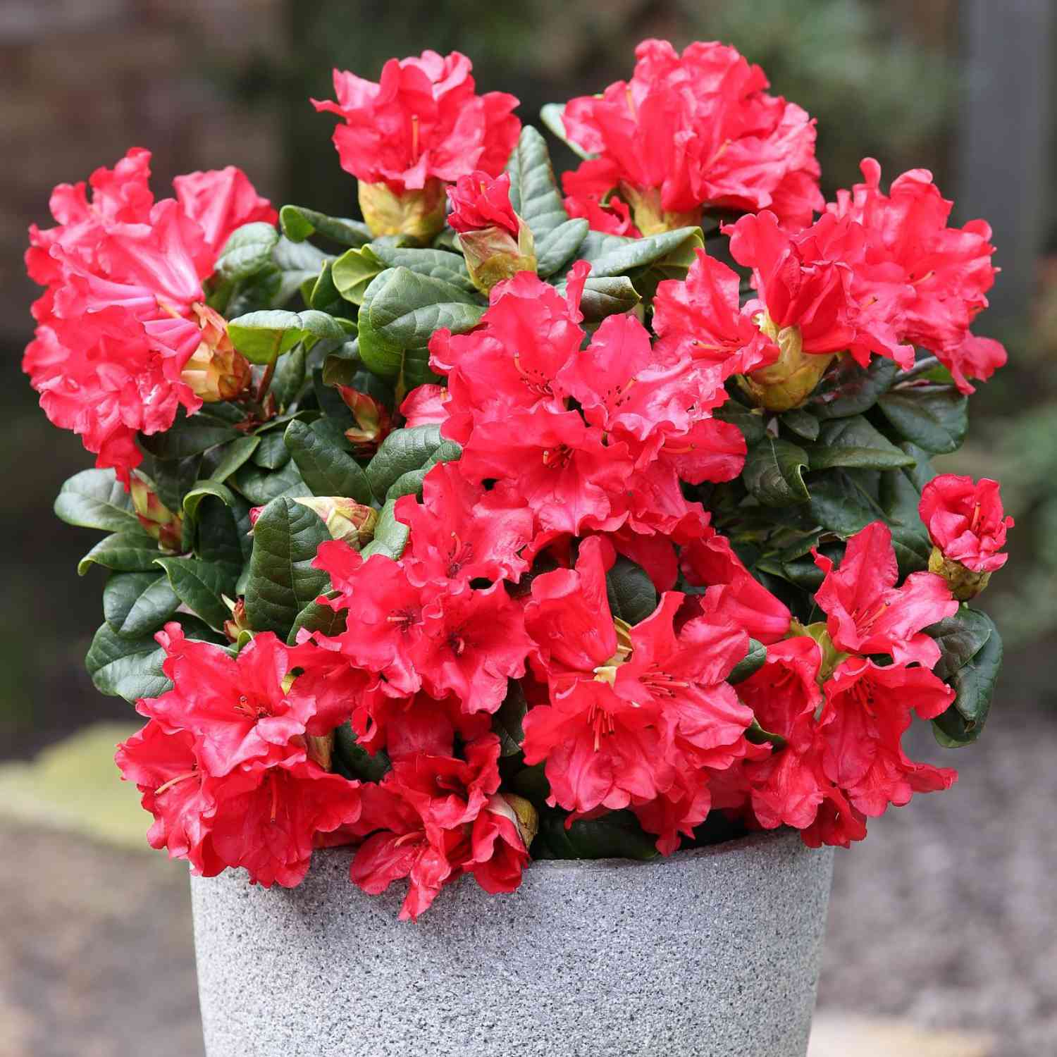 Wild-Rhododendron 'Scarlet Wonder'