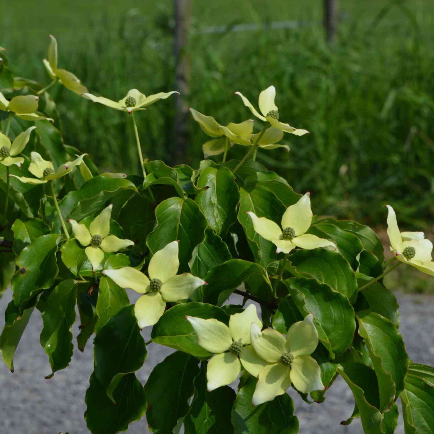 Blumenhartriegel 'Teutonia'