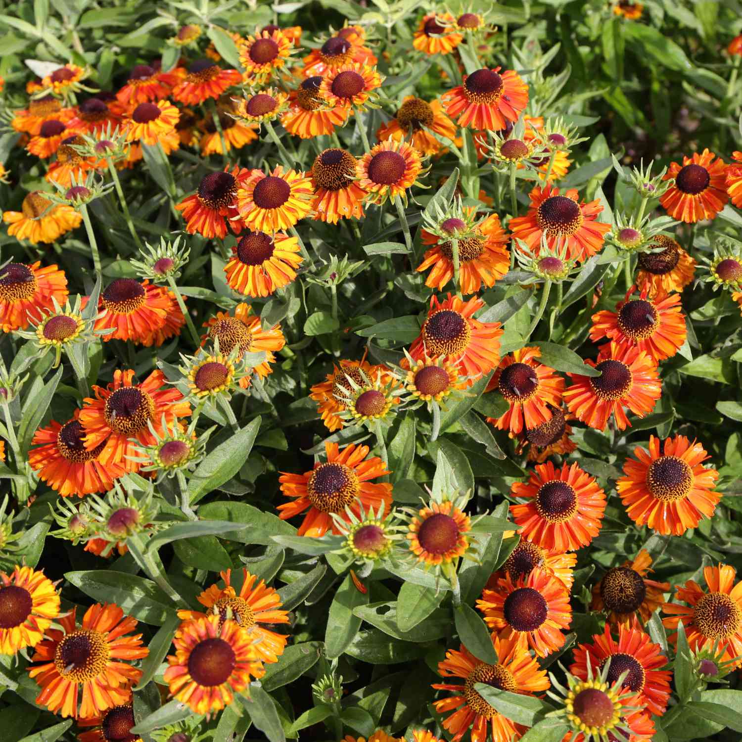 Sonnenbraut 'Short'n Sassy' Sonnenbraut 'Short'n Sassy'