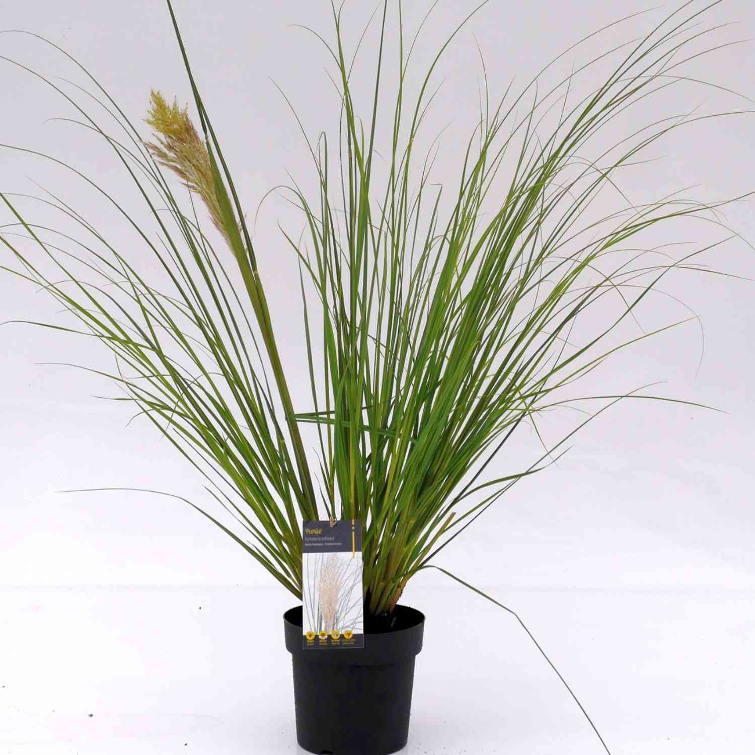 Kleines Pampasgras 'Pumila' Kleines Pampasgras 'Pumila'