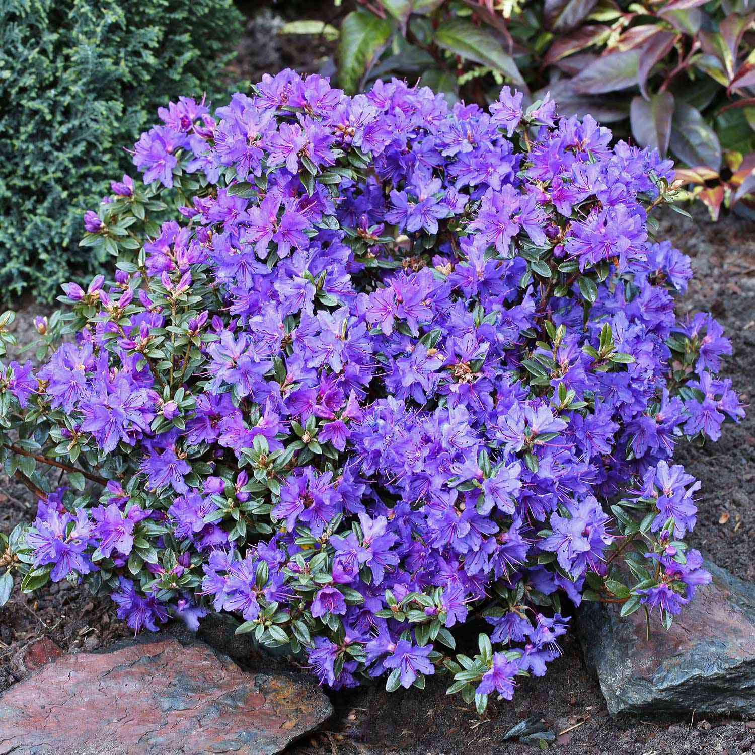 Kleinblättriger Rhododendron 'Saint Merryn'