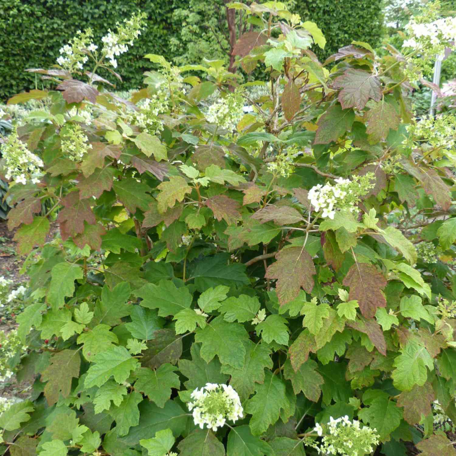 Eichenblatt-Hortensie
