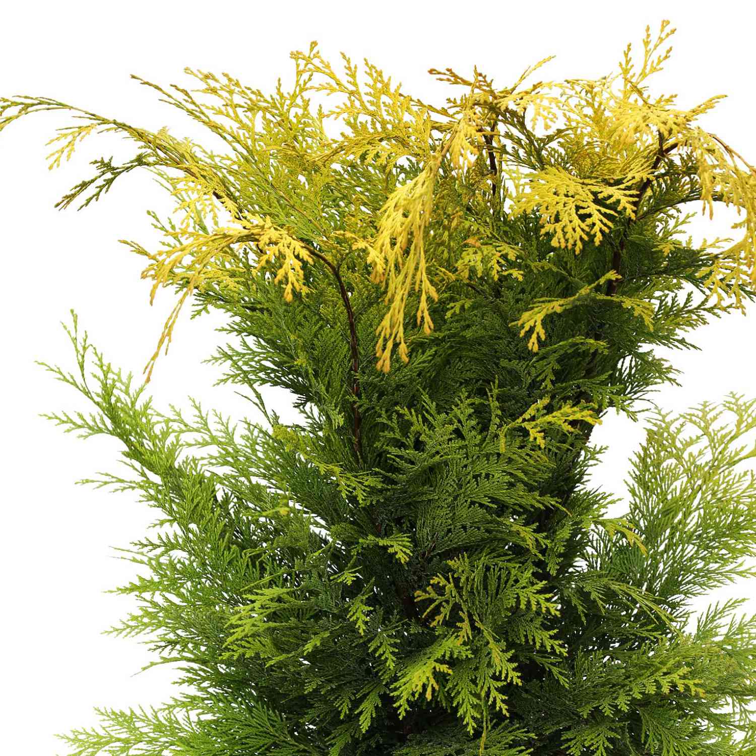 Gelbe Scheinzypresse 'Stardust'