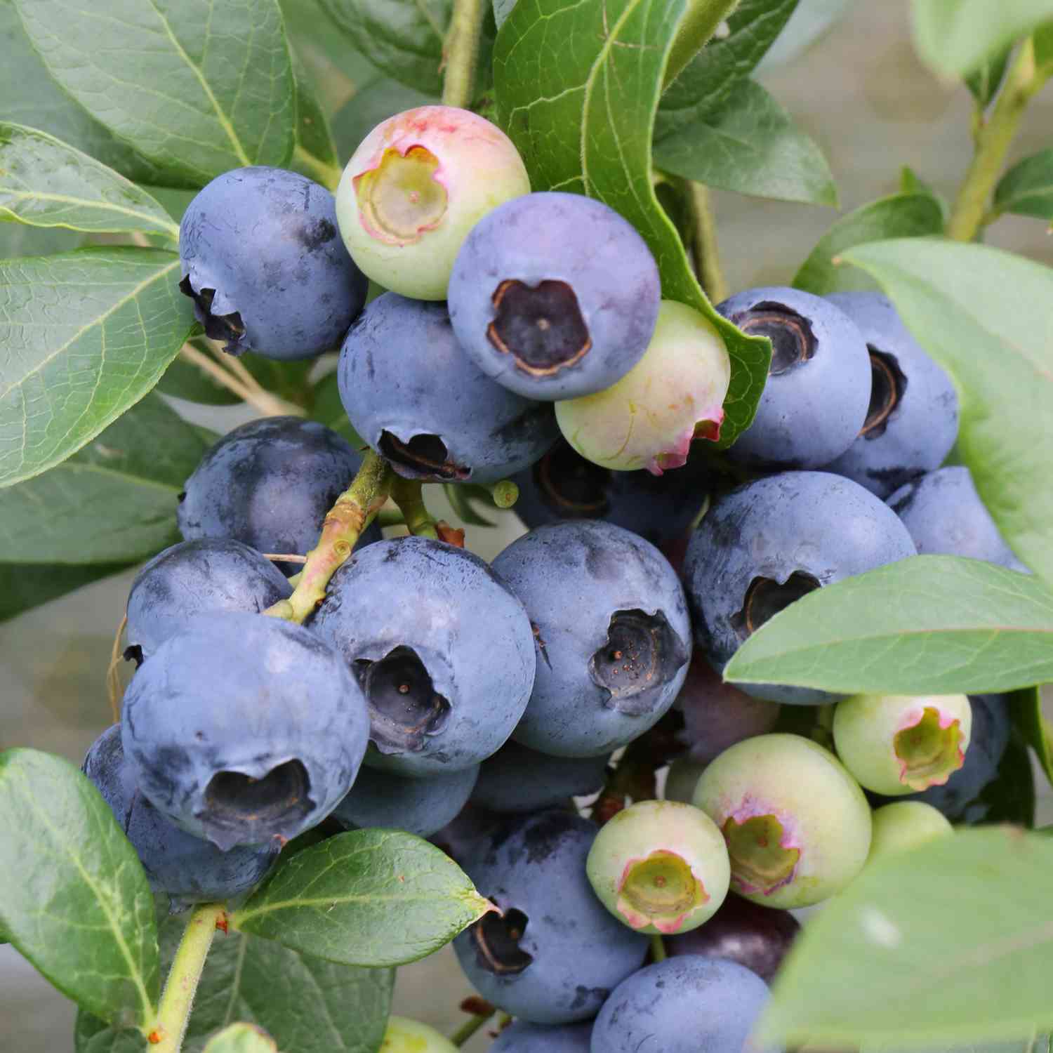 Heidelbeere 'Brigitta Blue'