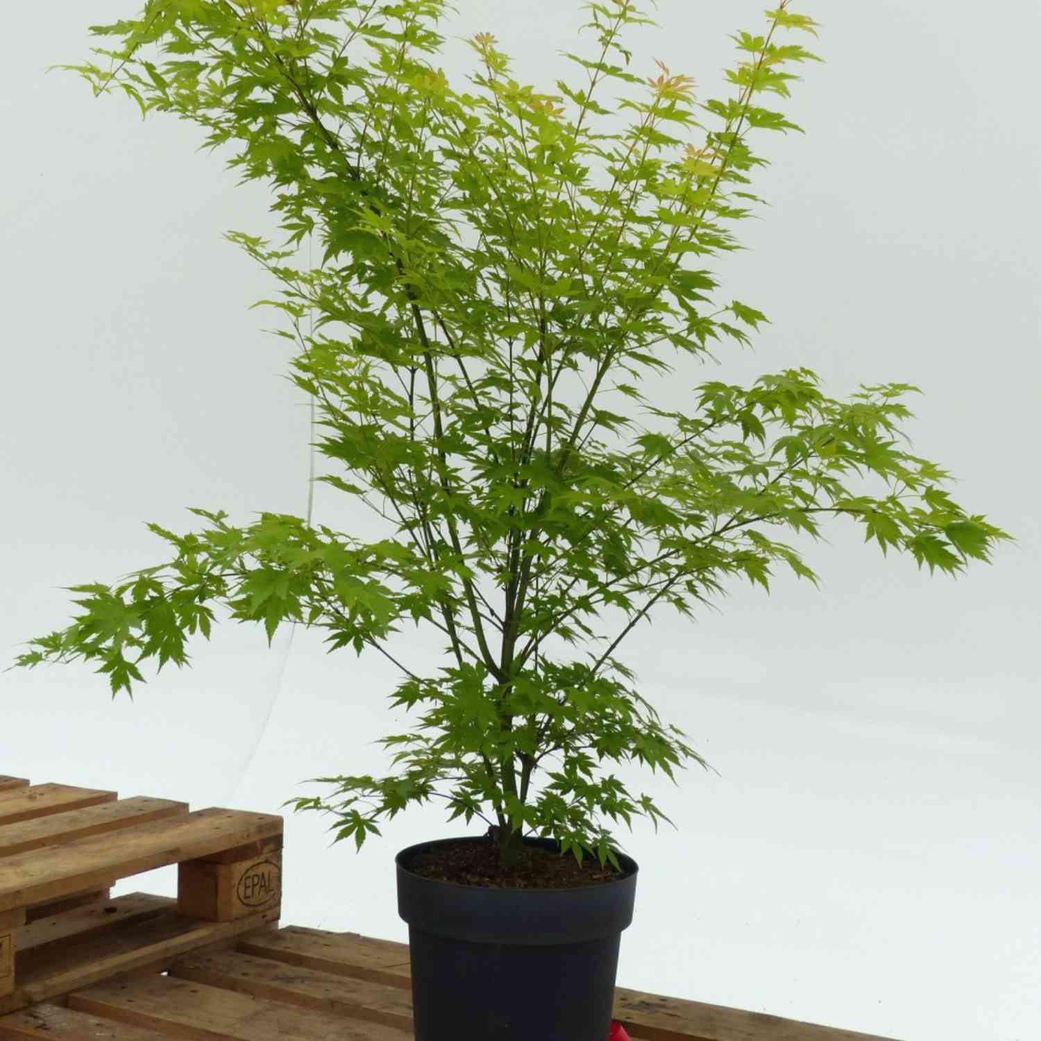 Goldahorn 'Orange Dream'