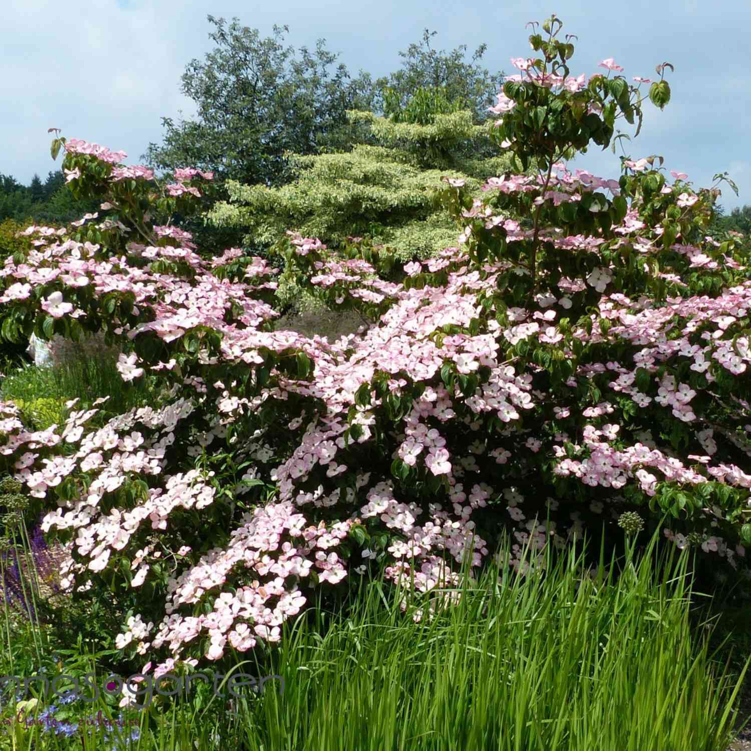 Rotblühender Blumenhartriegel 'Satomi'