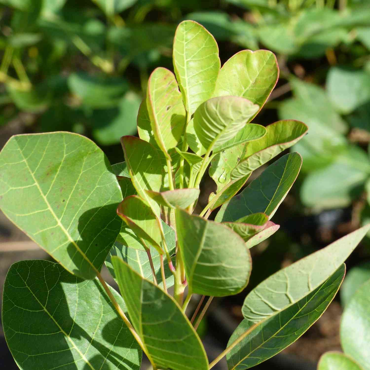 Perückenstrauch 'Young Lady' Perückenstrauch 'Young Lady'