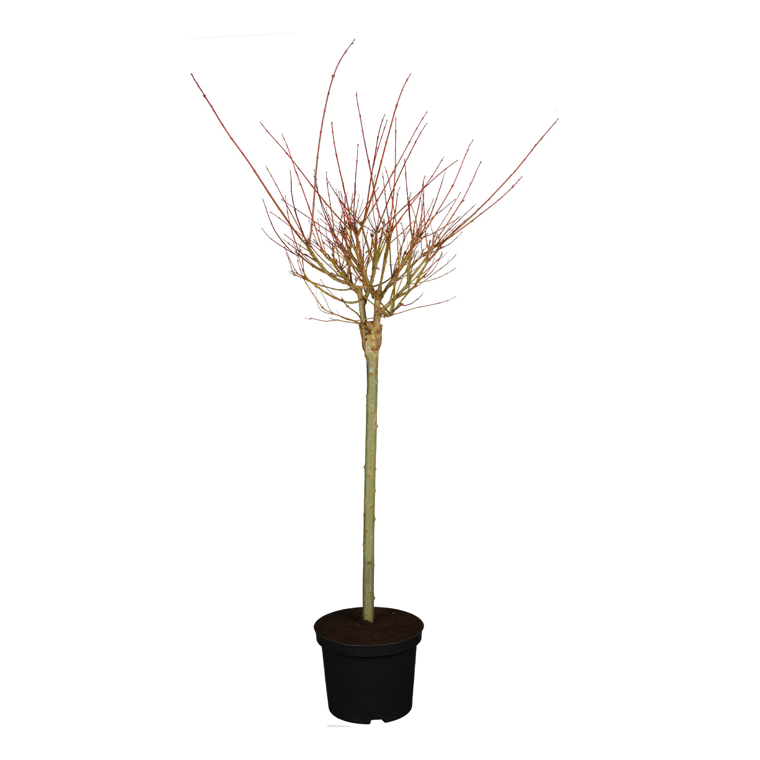 Weißbunte Japanweide 'Hakuro Nishiki' - Stamm