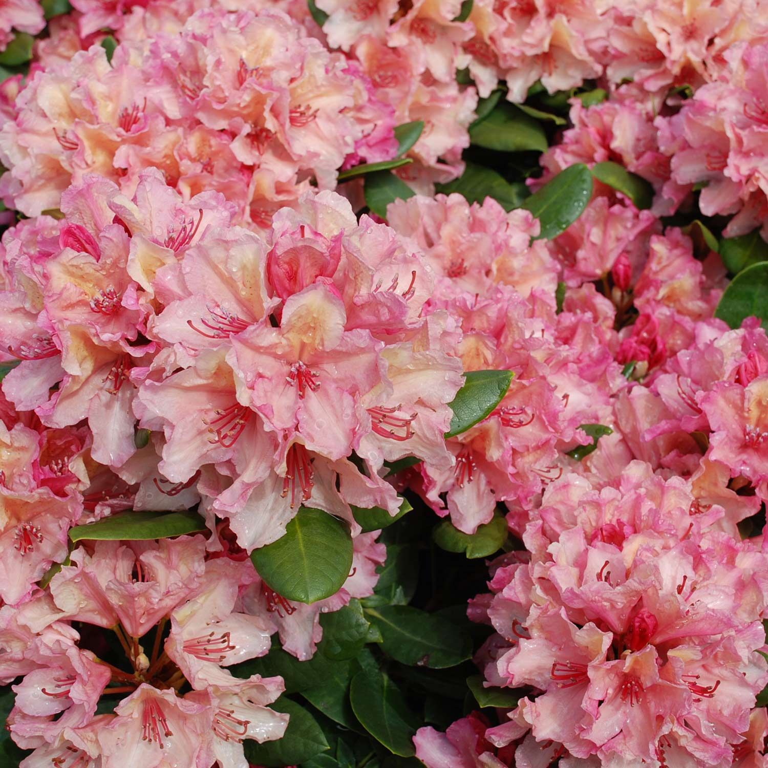 Rhododendron 'Brasilia®' 5 Liter Container, 30 - 40 cm - Easydendron® Liefergröße: 30 - 40 cm