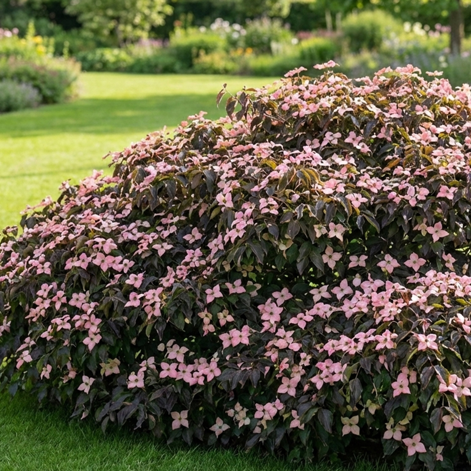 Kategorie <b>Blütensträucher und Ziergehölze </b> - Japanischer Blumen-Hartriegel 'Cappucino' 5 Liter Container, 60 - 80cm XXL Pflanze Liefergröße: 60 - 80 cm - Cornus kousa 'Cappucino'