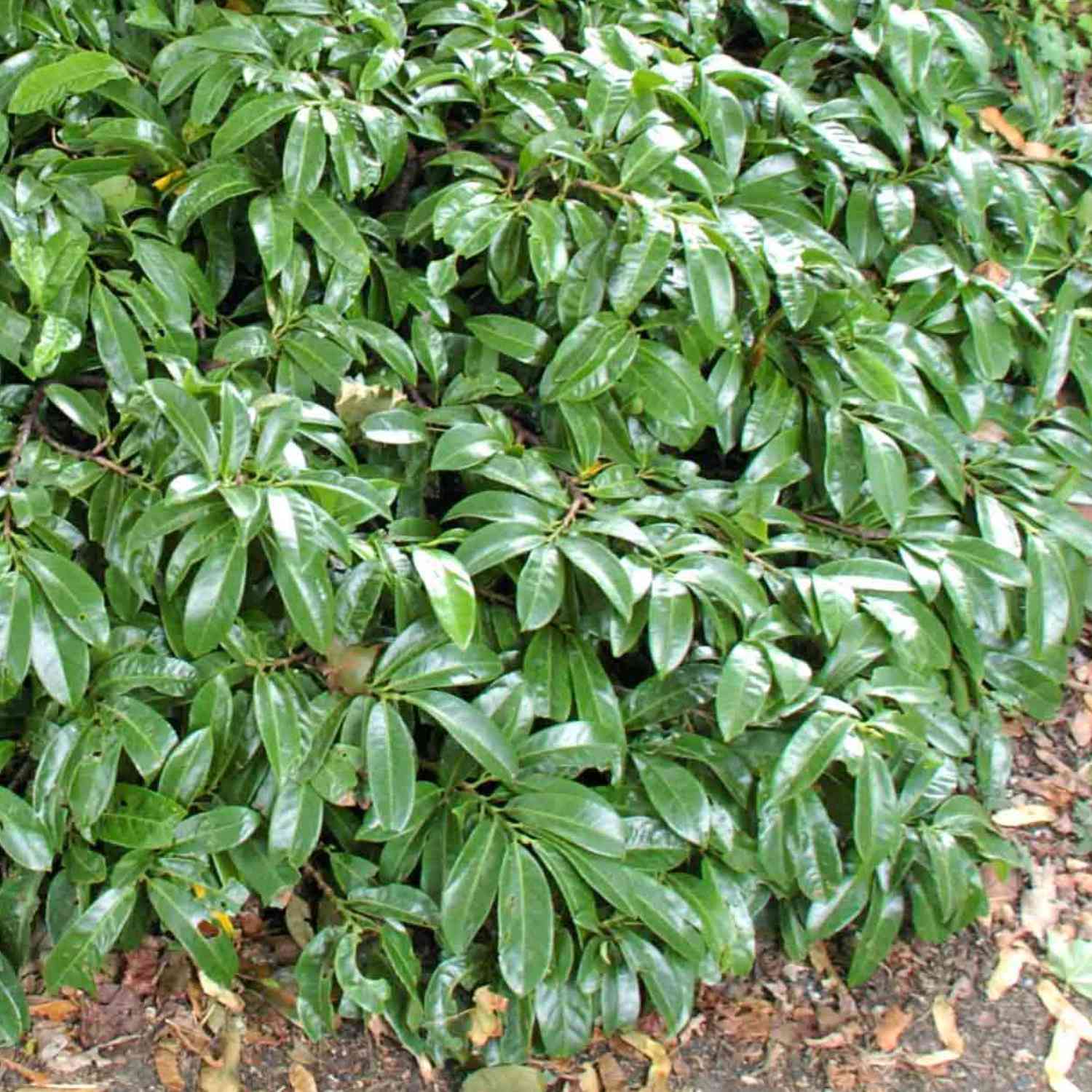 Bodendecker-Kirschlorbeer 'Mount Vernon' Bodendecker-Kirschlorbeer 'Mount Vernon'