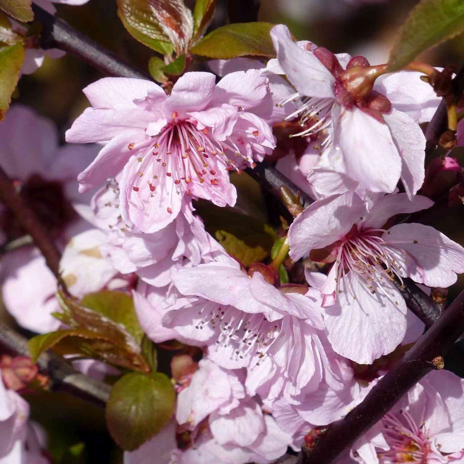 Blutpflaume gefüllte Blüten