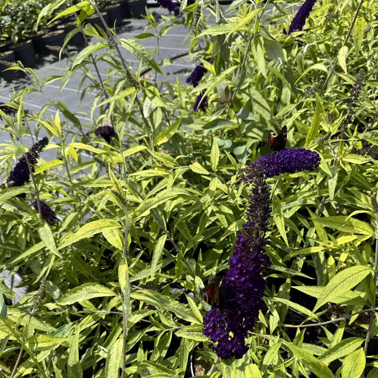 Schmetterlingsflieder 'Magda´s Gold Knight®' Schmetterlingsflieder 'Magda´s Gold Knight®'