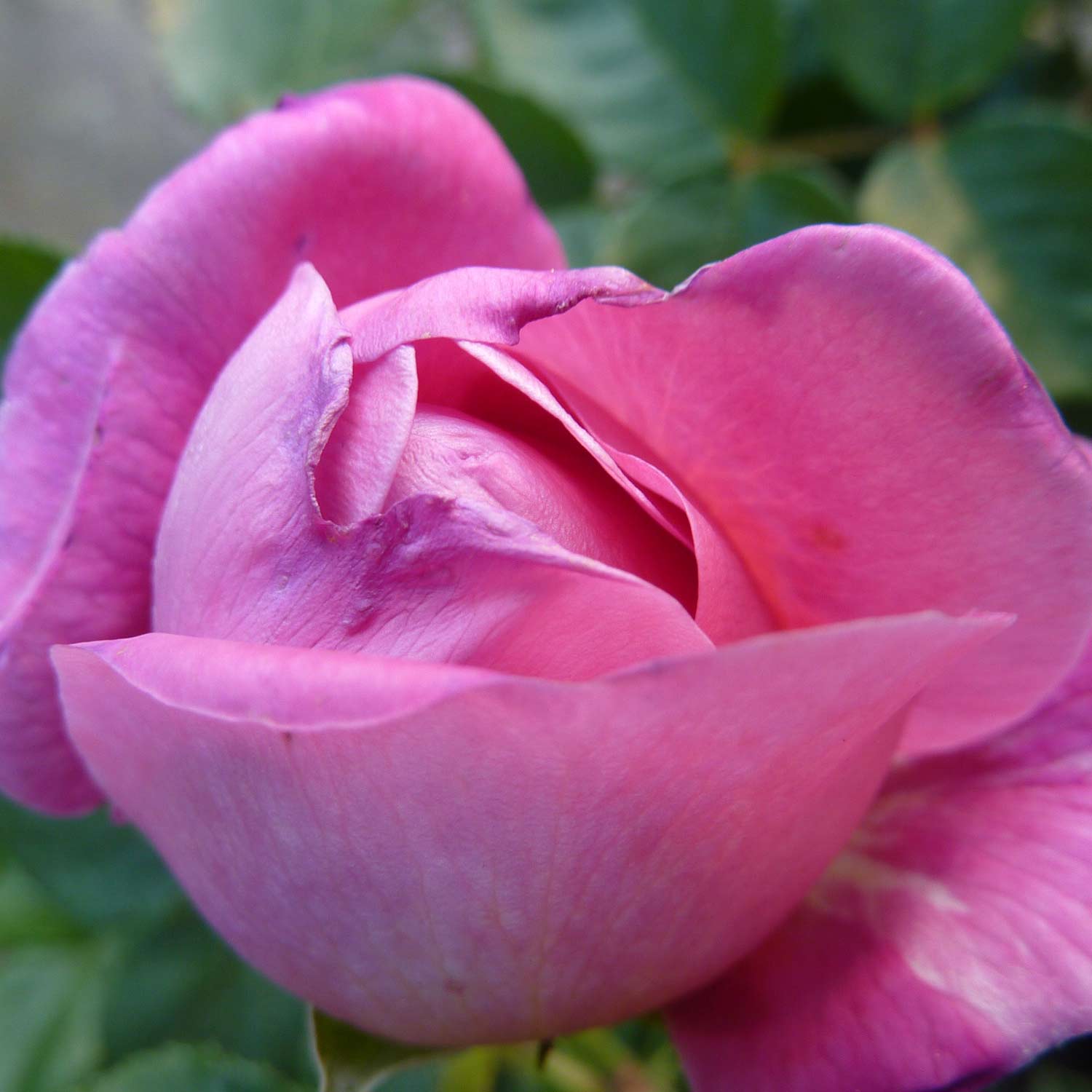 David Austin Rose 'Princess Anne®' - AGM-Rose, 5 Liter, A-Qualität, 3 starke Triebe Liefergröße: drei starke Triebe