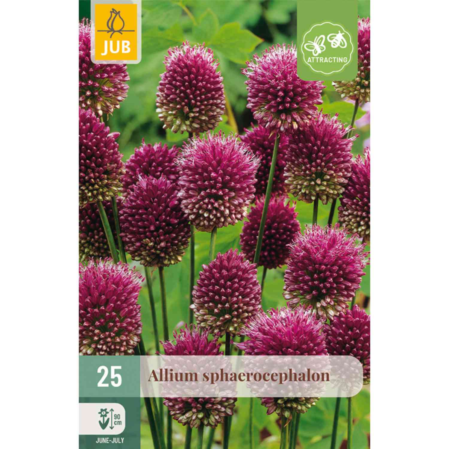 Allium sphaerocephalon 'Bicolor' (Kugellauch)