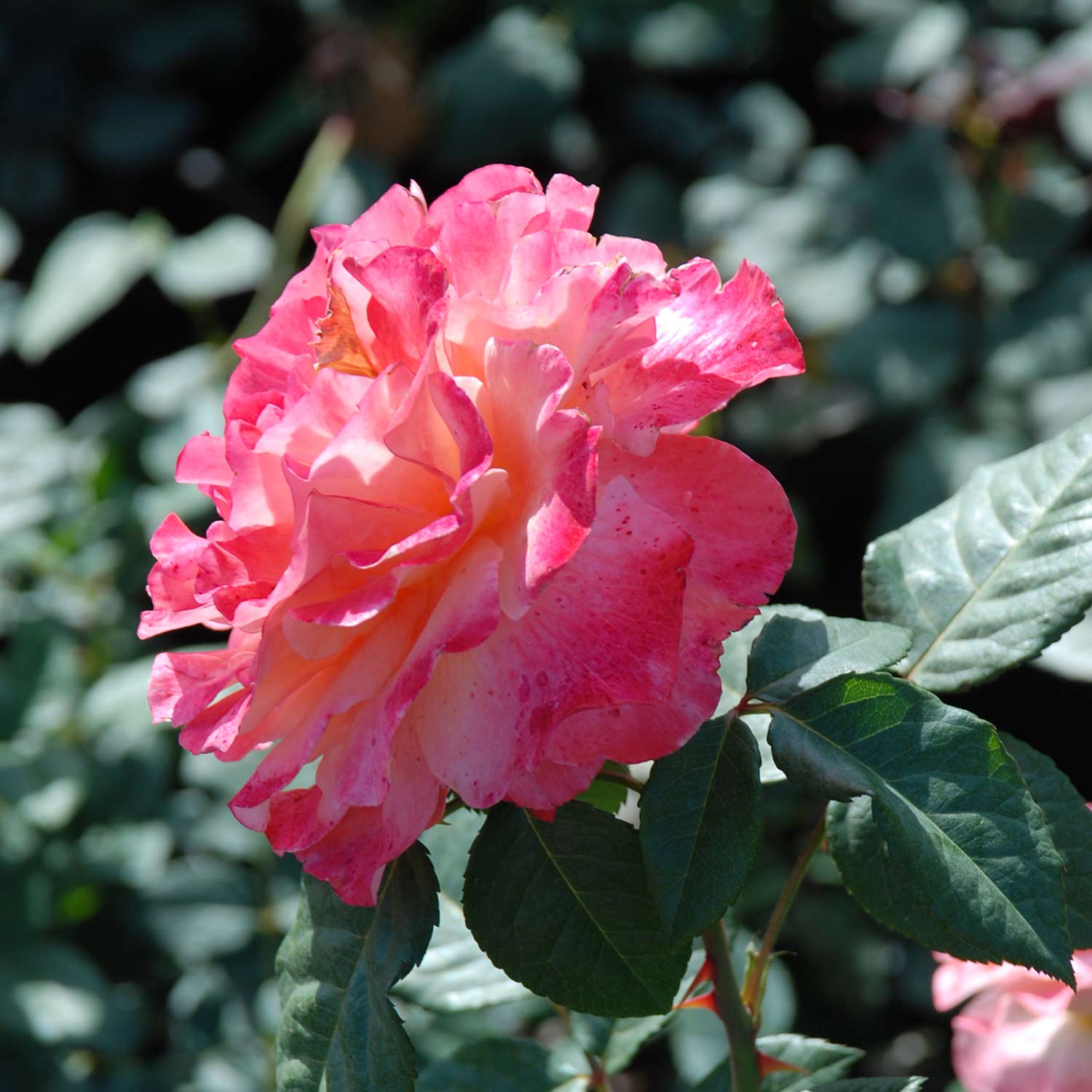 Stammrose 'Augusta Luise®' - 60 cm Stamm Liefergröße: Stammhöhe 60 cm