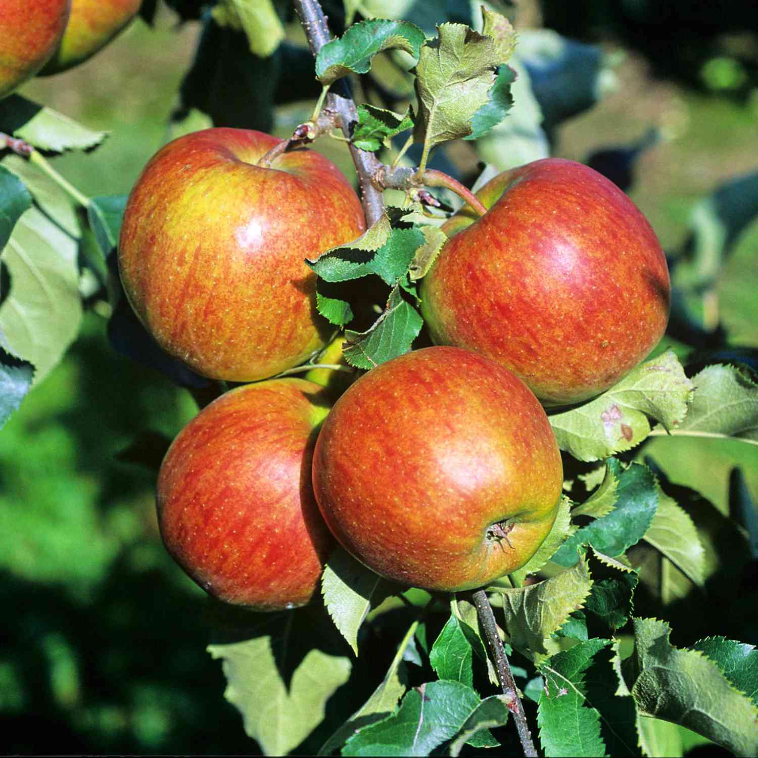 Apfelbusch 'Jonagold' Winterapfel