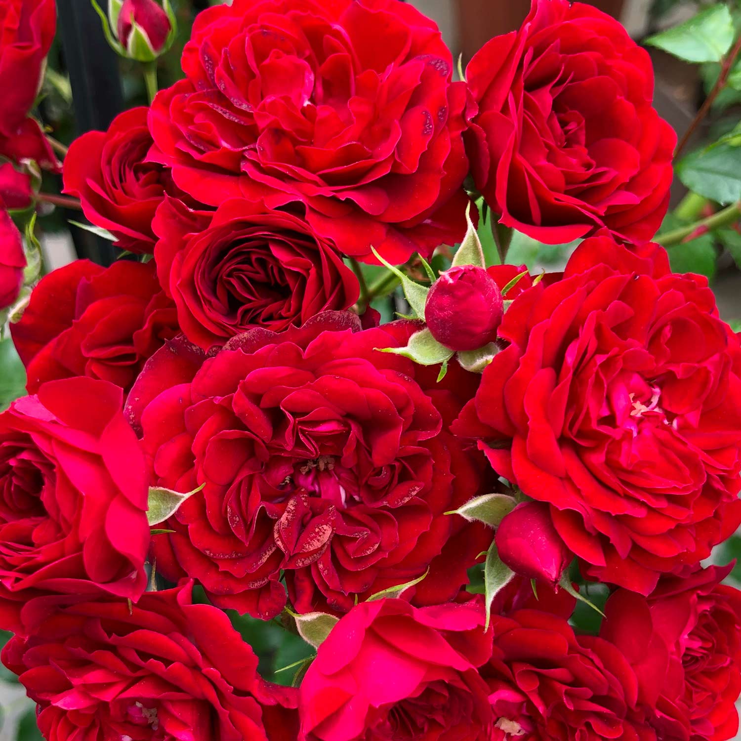 Kletterrose 'Crimson Siluetta®' Wz, 2 - 3 Triebe Lieferform: wurzelnackte Pflanze in A-Qualität, mindestens 2 Triebe
