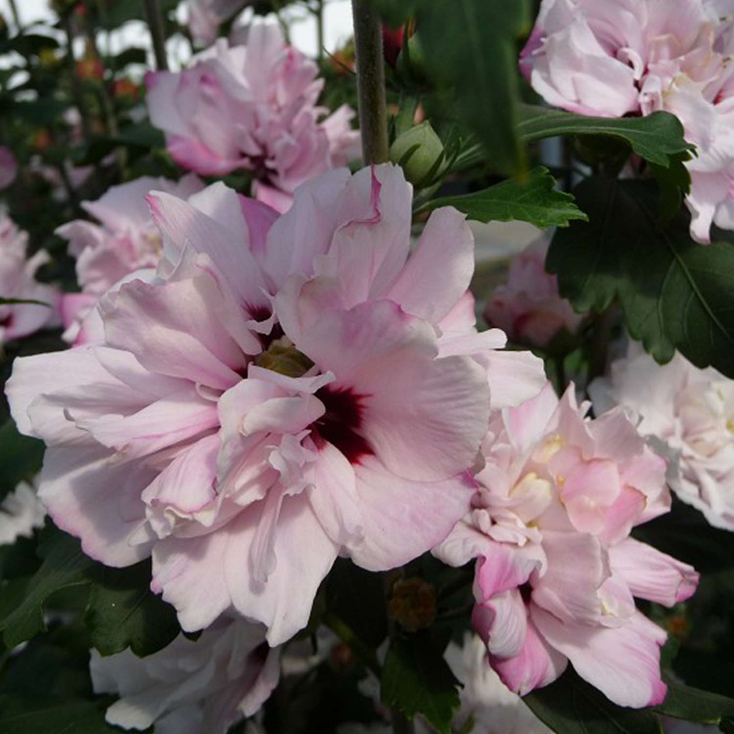 Garteneibisch 'Pink Chiffon', 3 - 5 Liter, 60 - 80 cm Liefergröße: 60 - 80 cm