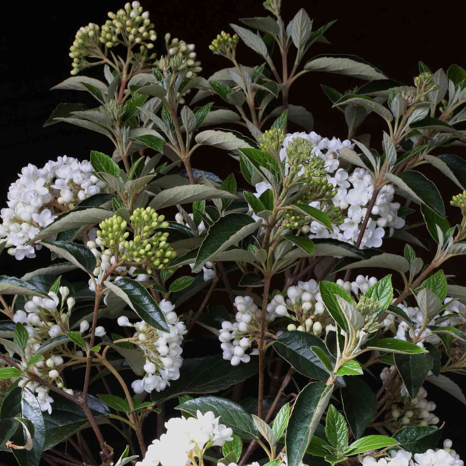 Immergrüner Schneeball 'Eskimo' Immergrüner Schneeball 'Eskimo'