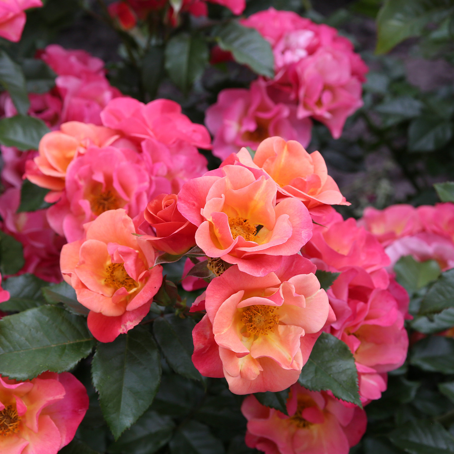 ADR-Beetrose 'Spicy®'