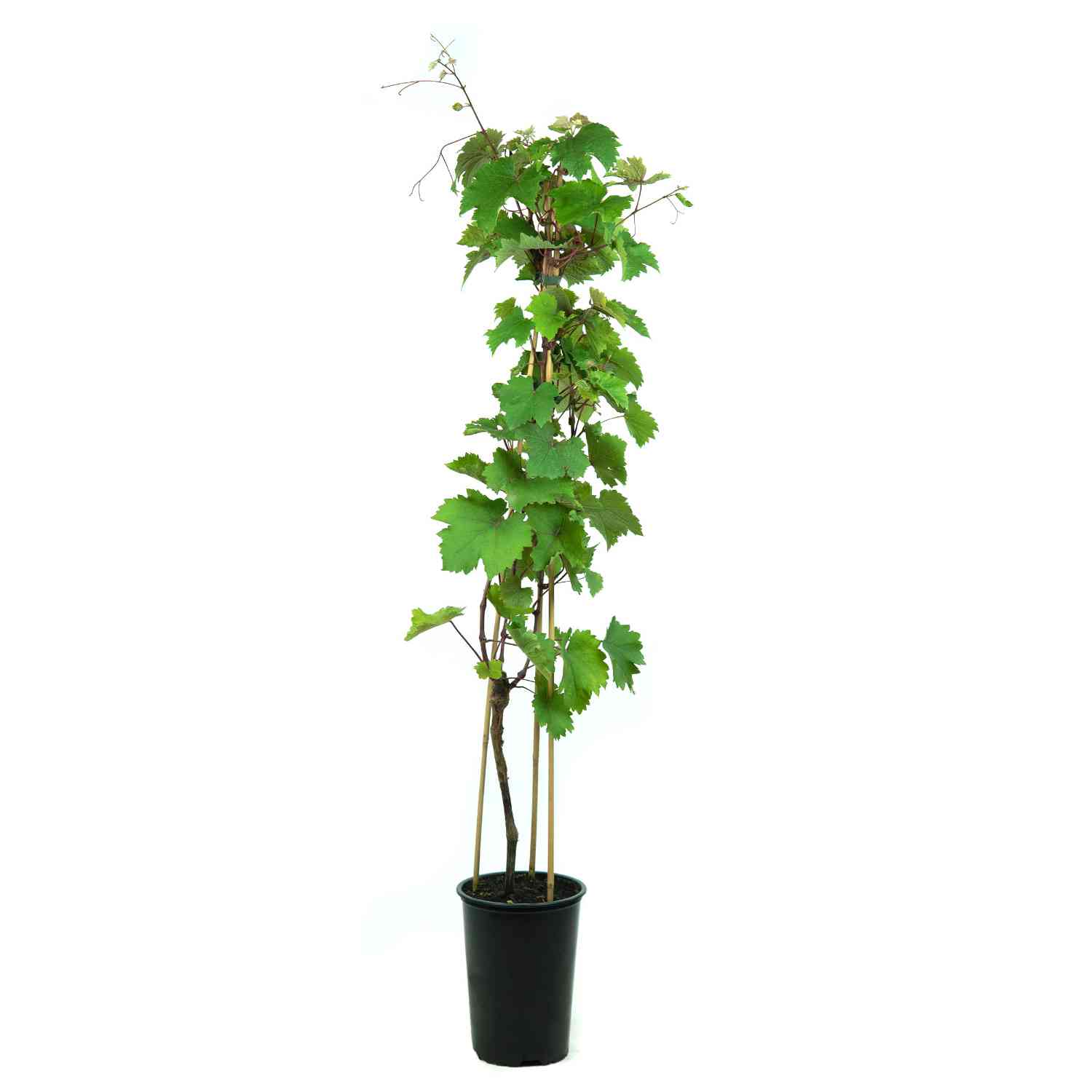 Weintraube 'Romulus'