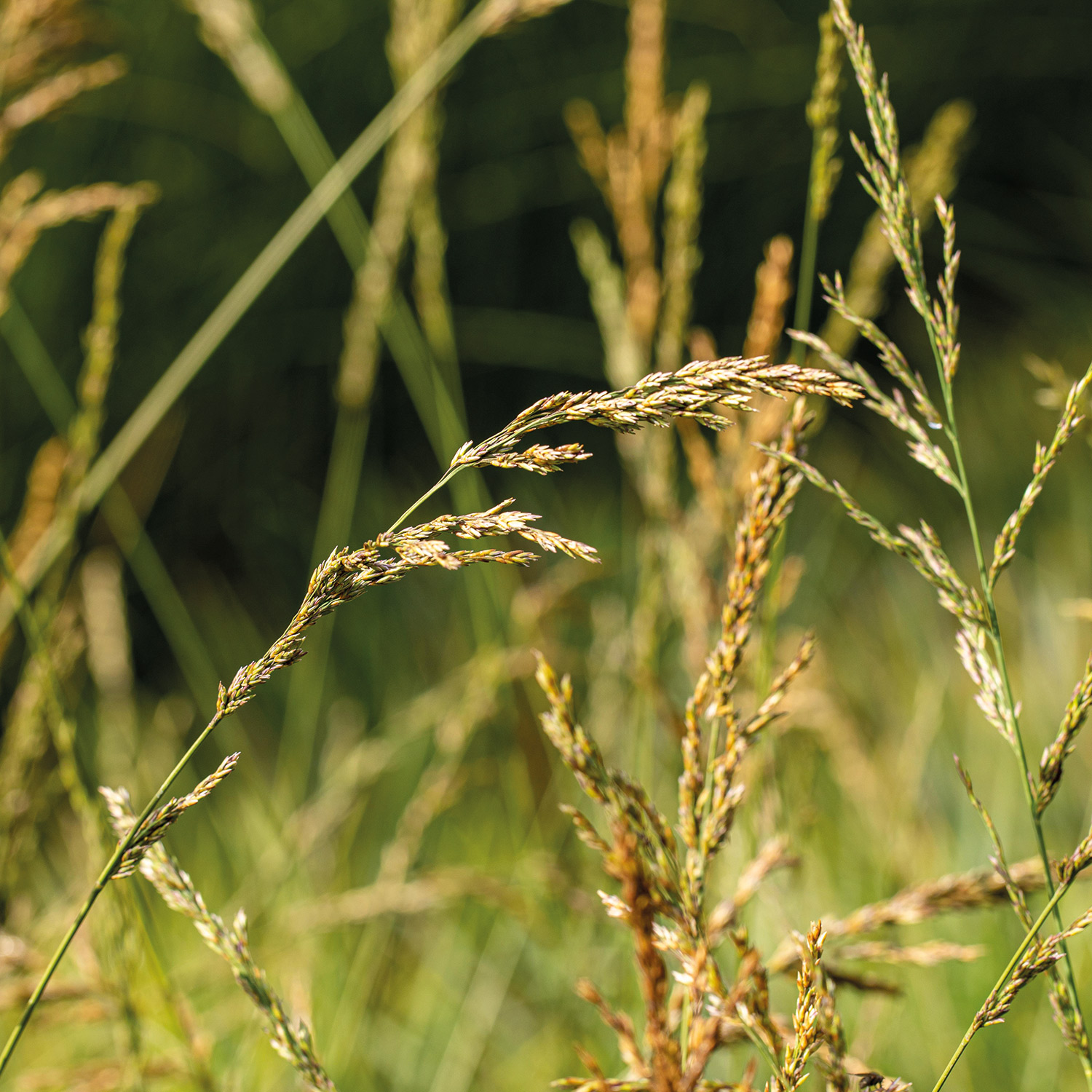 Hohes Pfeifengras 'Windspiel'