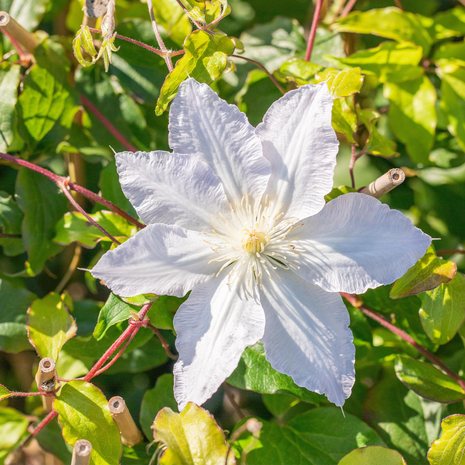 Clematis 'Destiny' Liefergröße: 40 - 60 cm