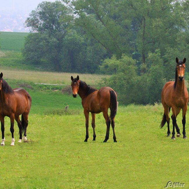 RUDLOFF-EQUITANA® Pferdeweide Nachsaat - Gräsermischung Lieferform: Portionssaatgut
