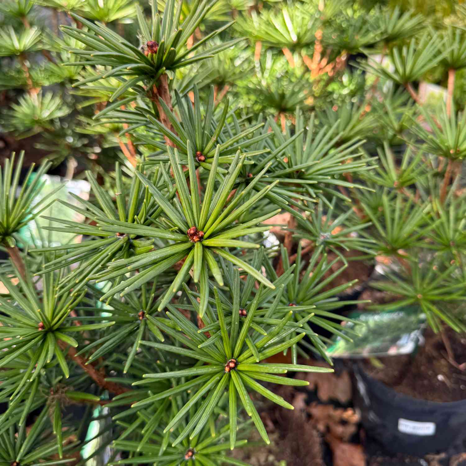 Japanische Schirmtanne 'Green Diamond'