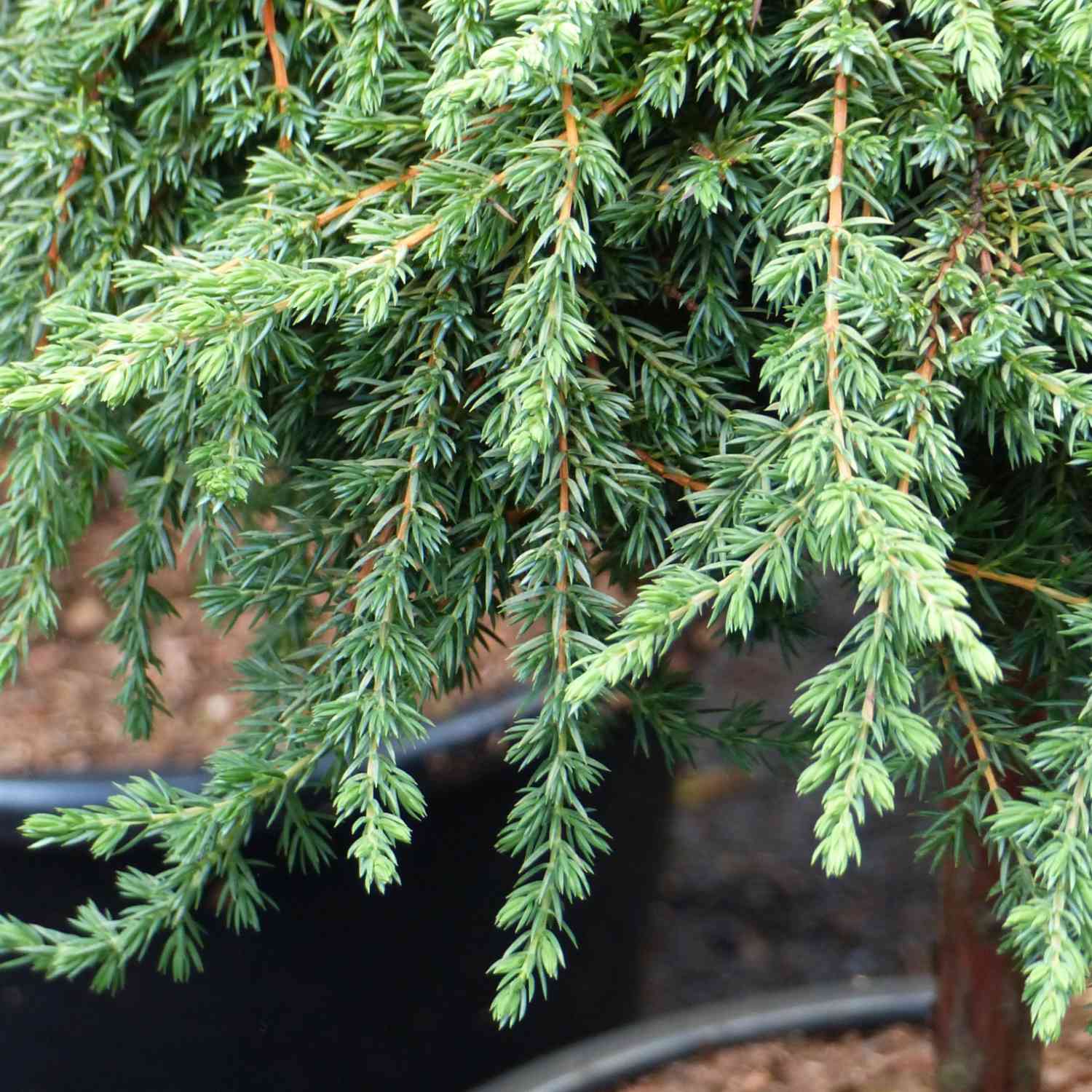 Wildwacholder 'Green Mantle'