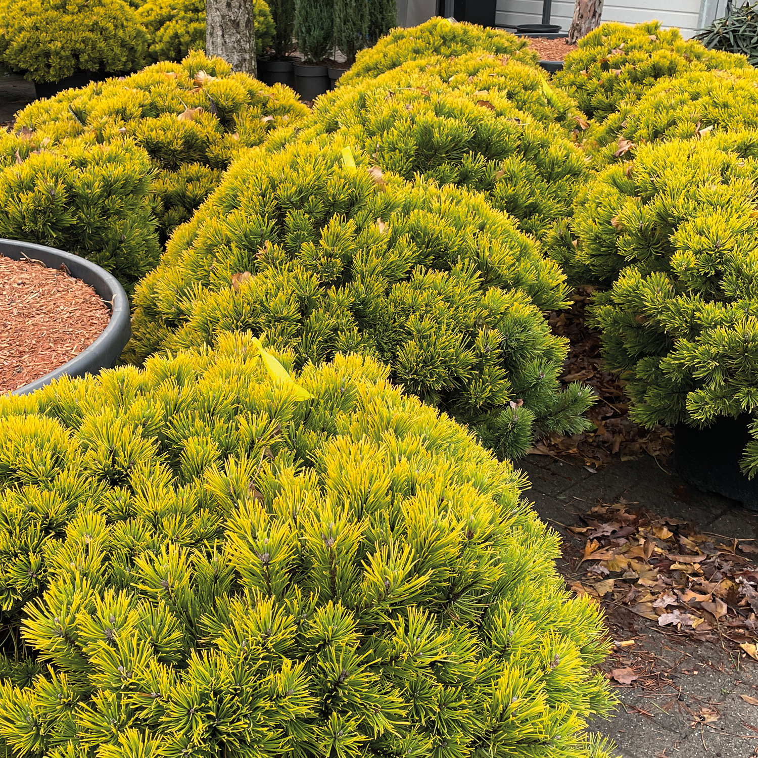 Gelbe Zwergkiefer 'Carsten´s Wintergold'