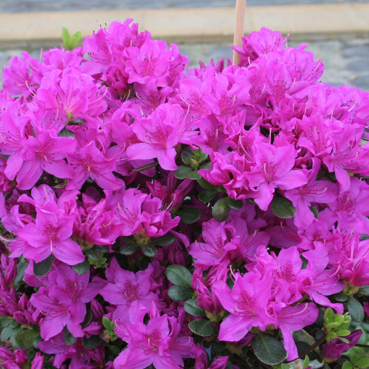Japanische Azalee 'Lady Dark®' Liefergröße: 20 - 25 cm