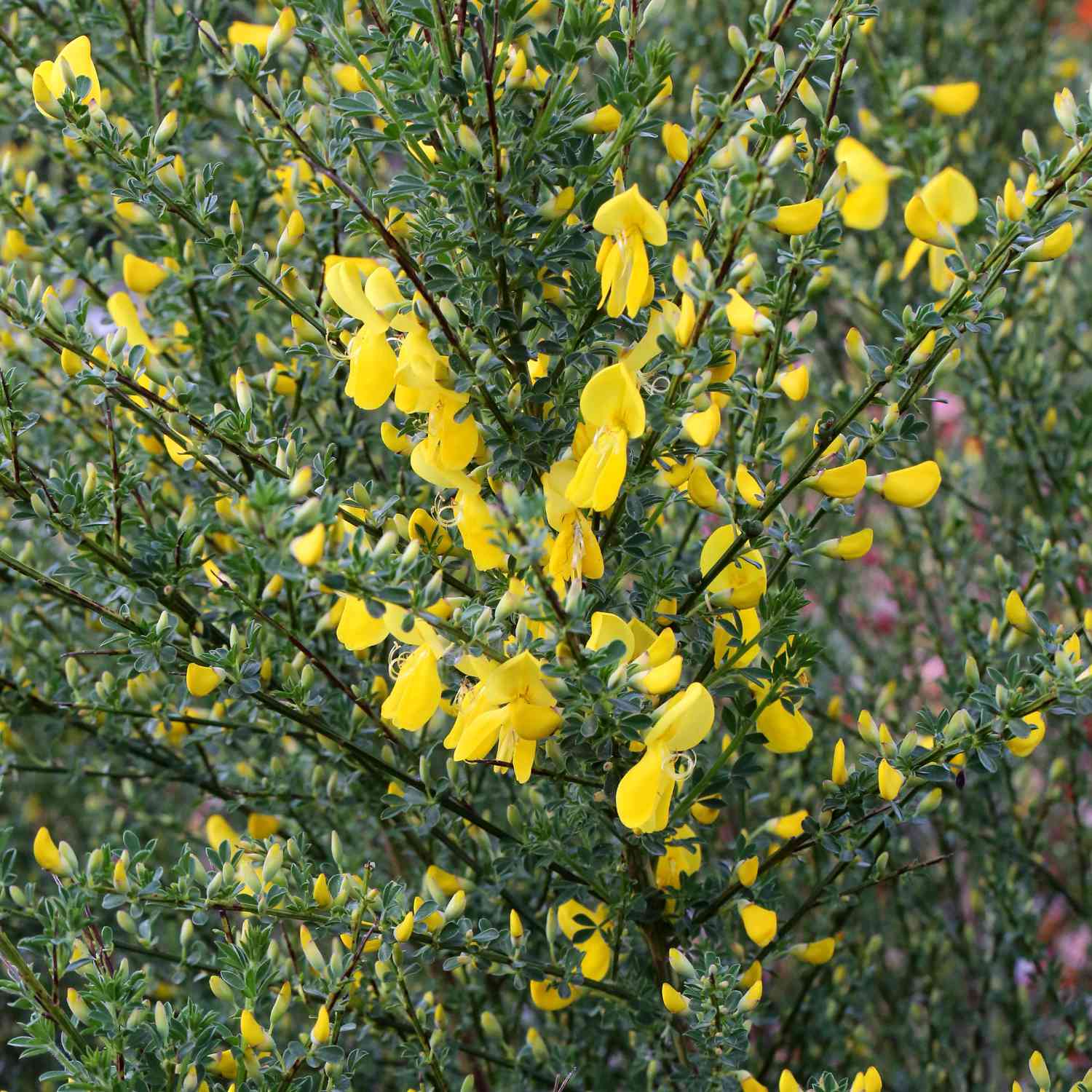 Edelginster 'Luna'