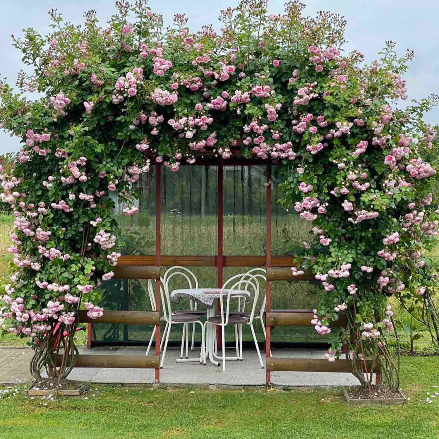Nostalgische Kletterrose 'Jasmina®' - ADR-Rose, 5 Liter, 3 starke Triebe, A-Qualität Liefergröße: 3 starke Triebe, A-Qualität