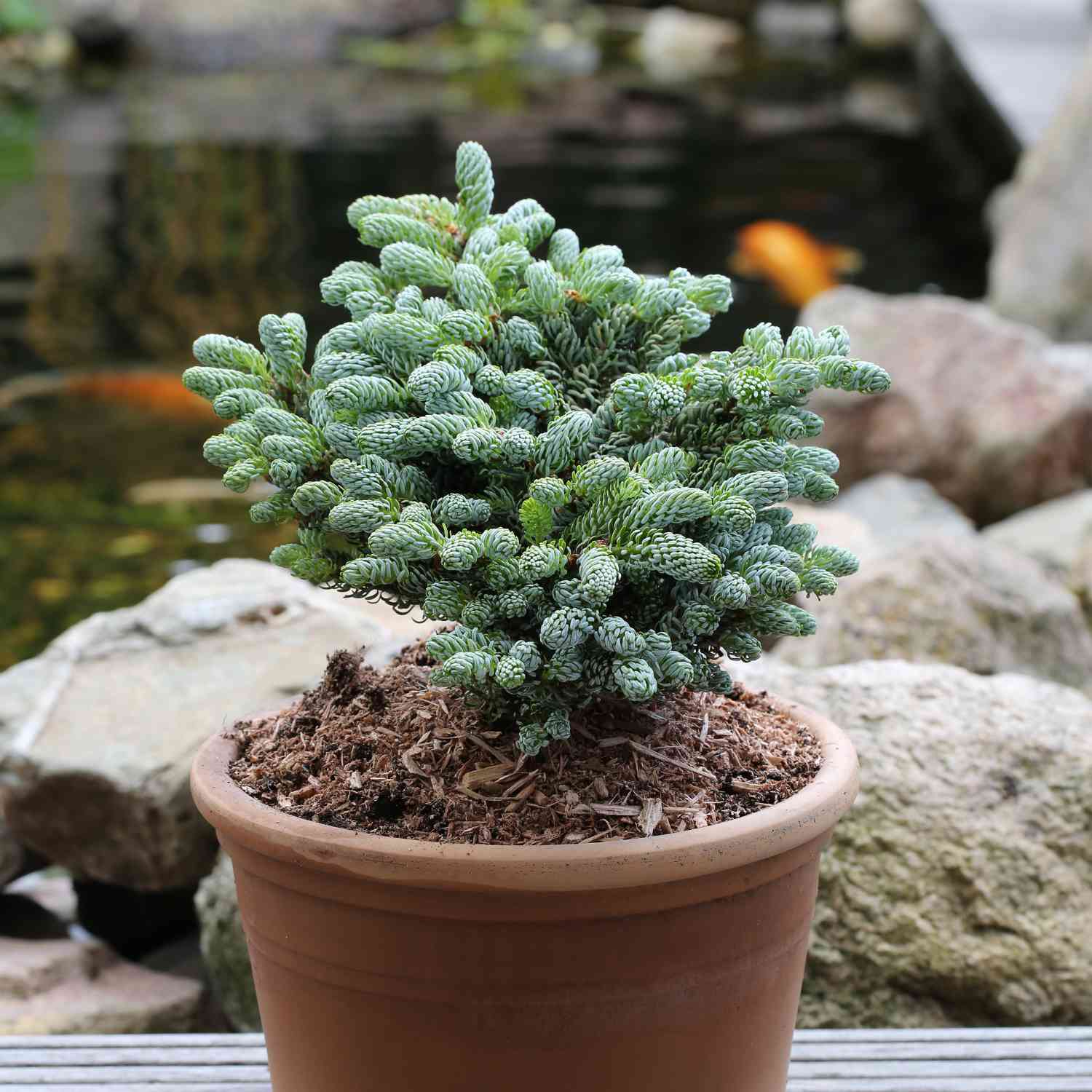 Eissilberne Zwerg-Lockentanne 'Kohout's Icebreaker®' -  Koreatanne Eissilberne Zwerg-Lockentanne 'Kohout's Icebreaker®' -  Koreatanne