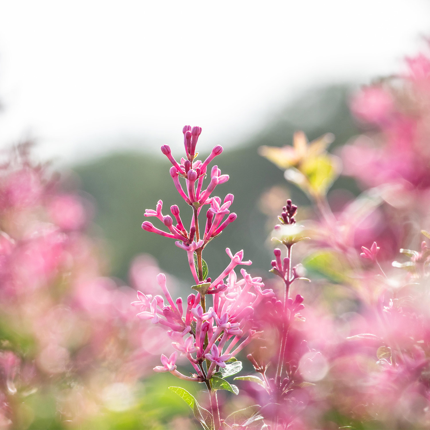 Edelflieder 'Mrs. Edward Harding'