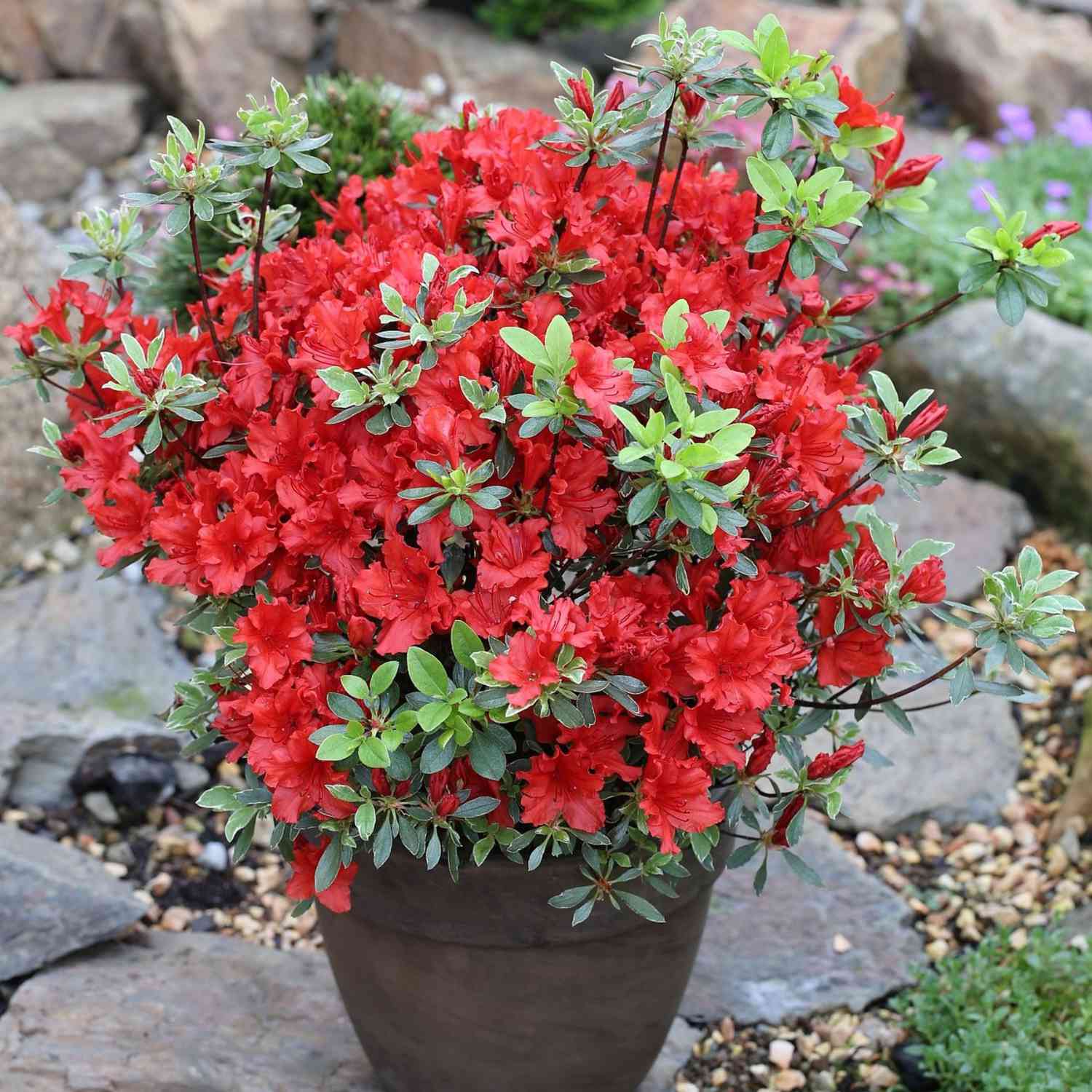 Japanische Azalee 'Hot Shot Variegated'