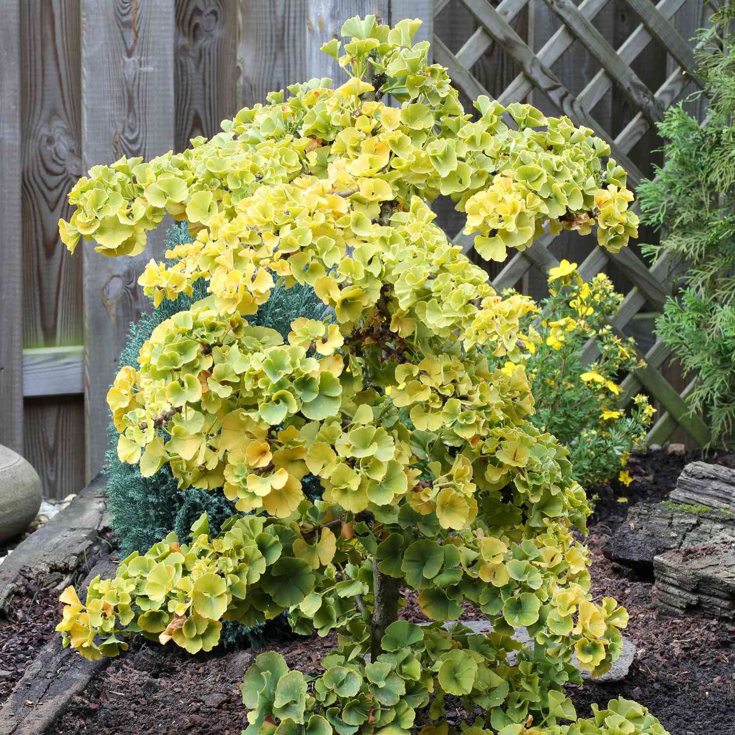 Fächerblattbaum/Gingko 'Troll'