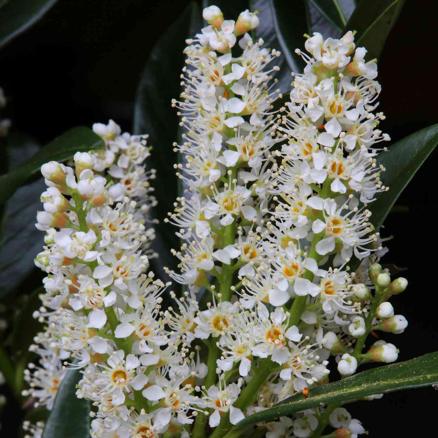 Breitbuschiger Kirschlorbeer 'Otto Luyken' Breitbuschiger Kirschlorbeer 'Otto Luyken'