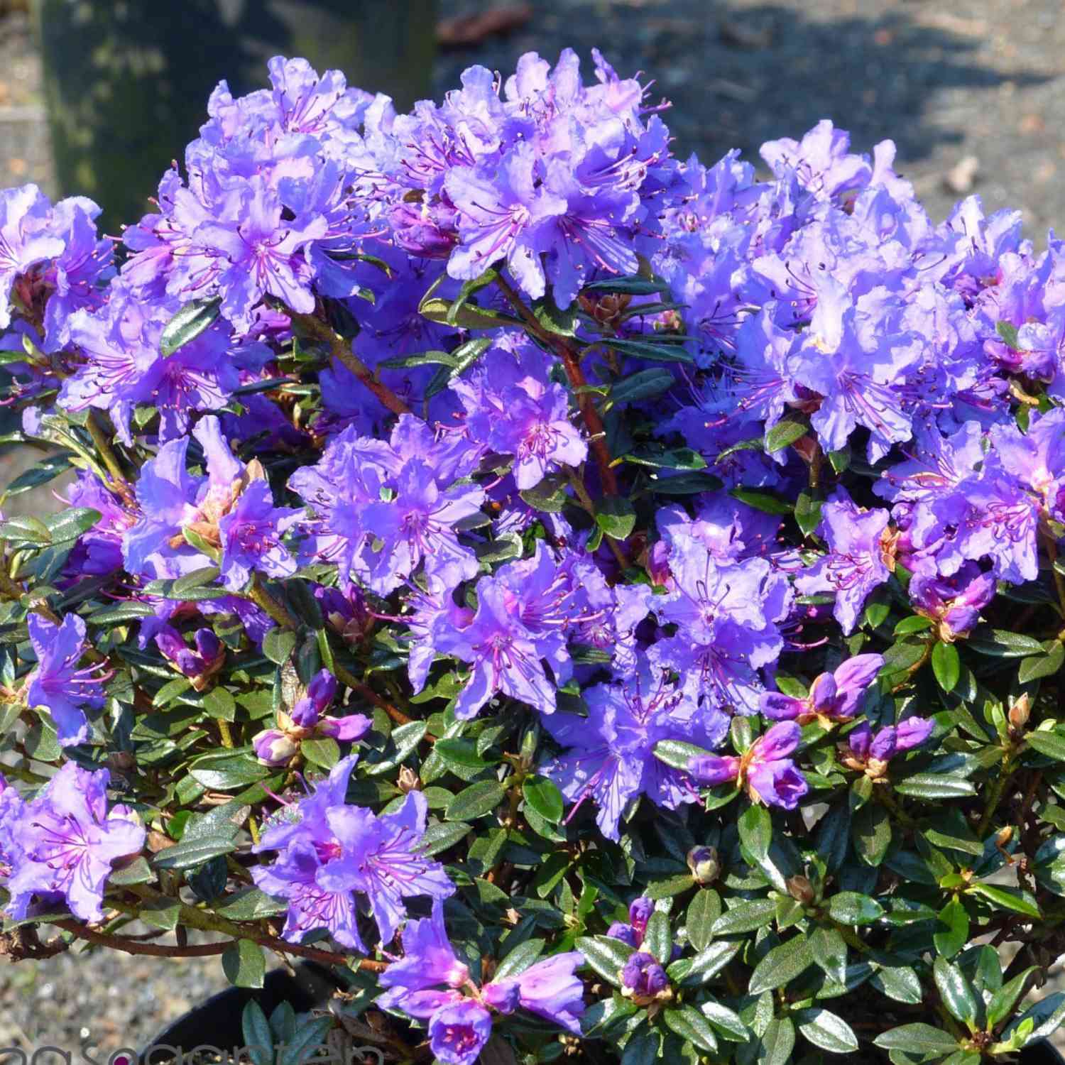 Kleinblättriger Rhododendron 'Saint Merryn'