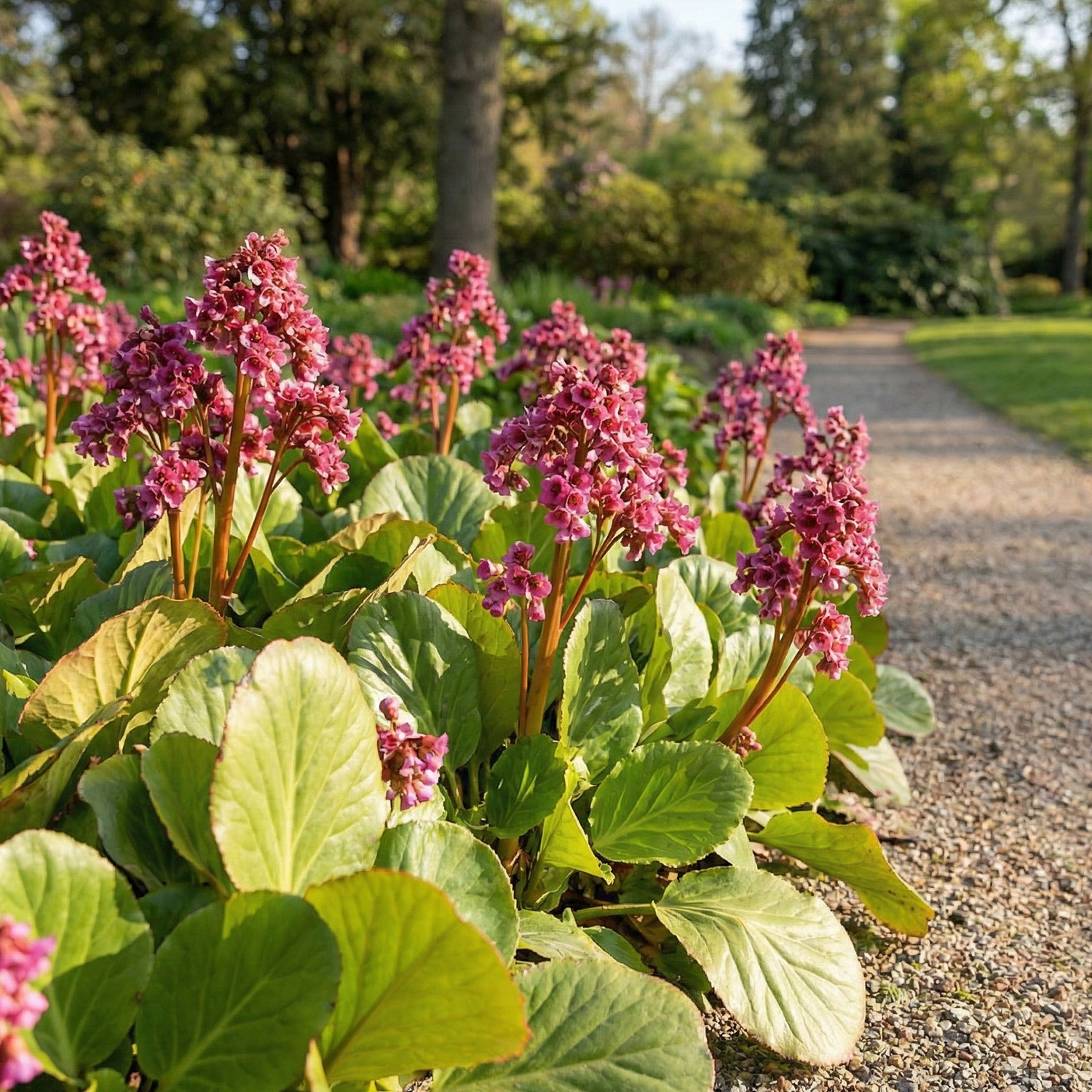 Kategorie <b>Stauden </b> - Bergenie 'Winterglut' 9 cm-Topf Lieferform: Im 9 cm Topf - Bergenia cordifolia 'Winterglut'