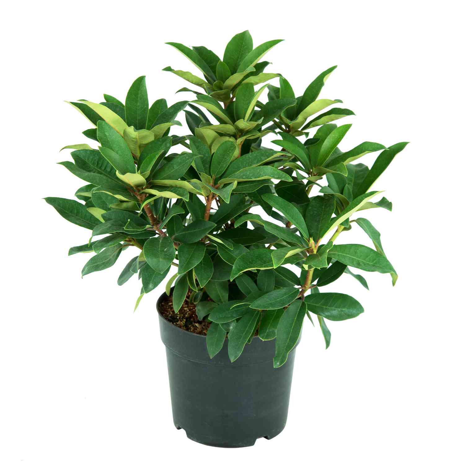 Rhododendron 'Junifeuer' - Easydendron®