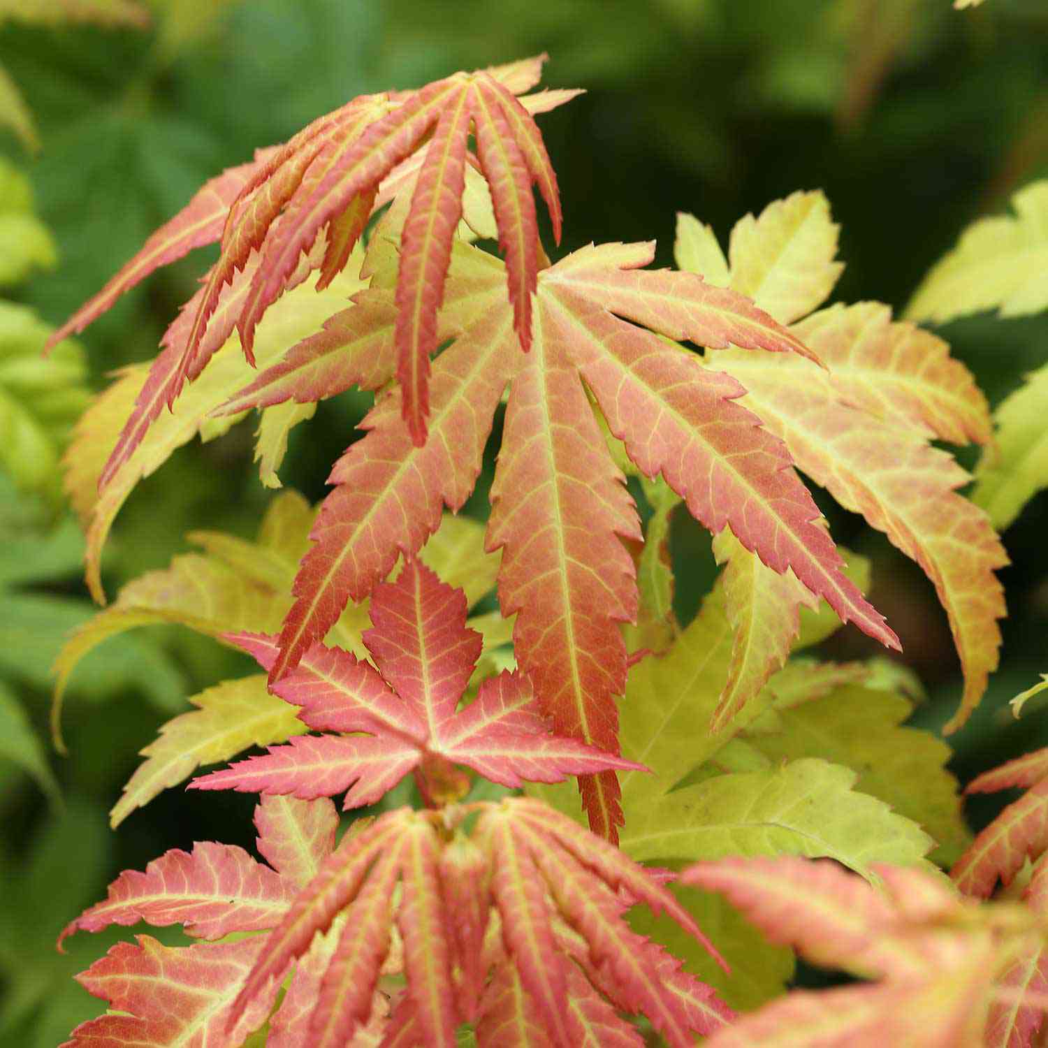 Goldahorn 'Orange Dream'