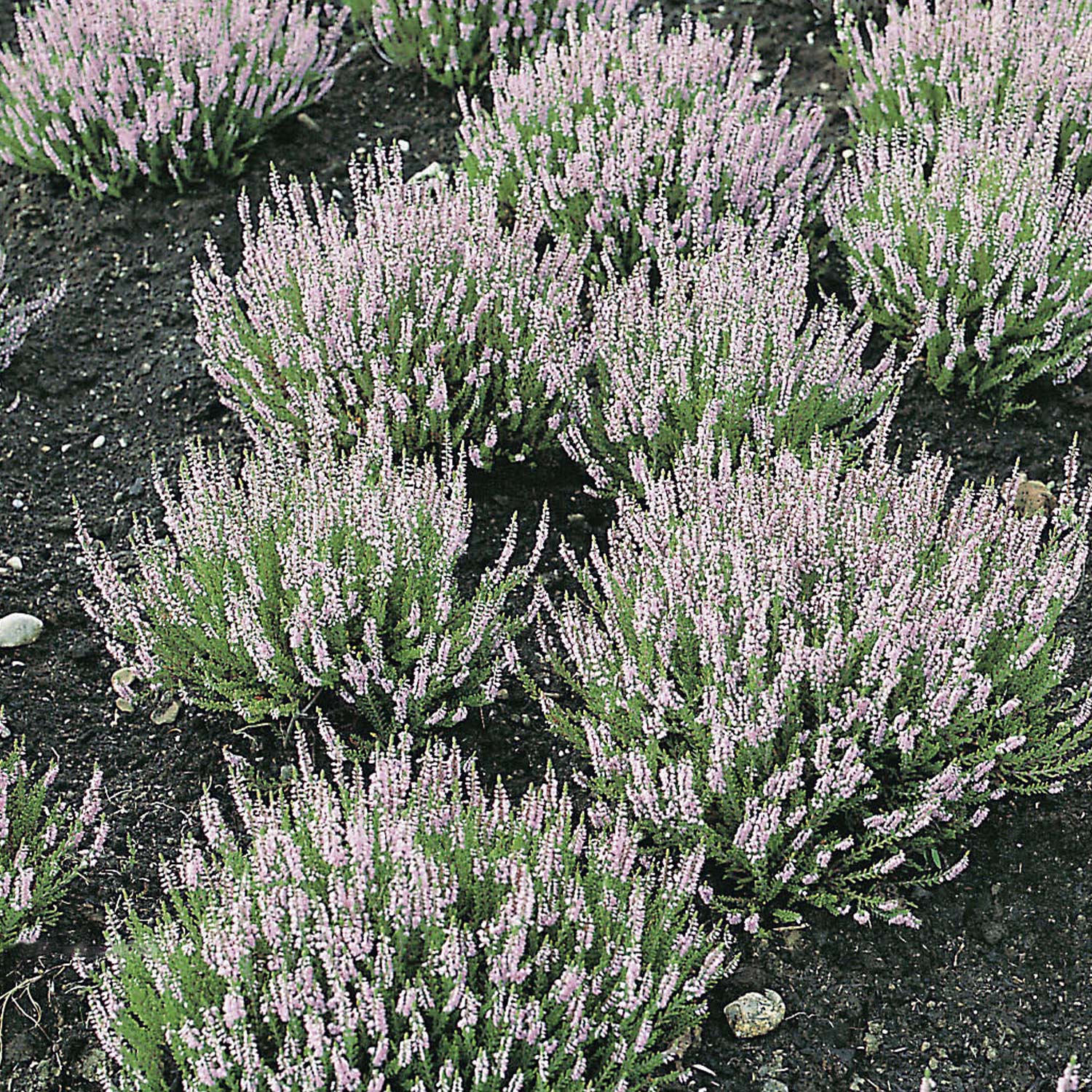 Kategorie <b>Produkt ohne Kategoriezuordnung </b> - Sommerheide 'Spring Torch' Liefergröße: ca. 10-15 cm - Calluna vulgaris Spring Torch