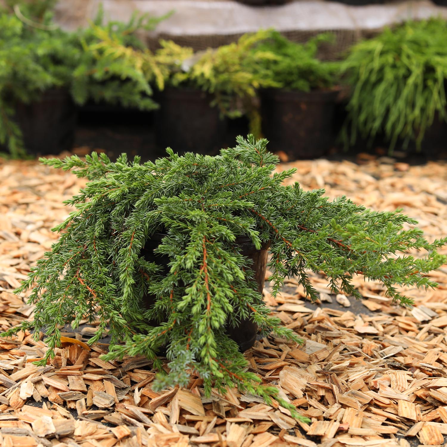 Wildwacholder 'Green Mantle'
